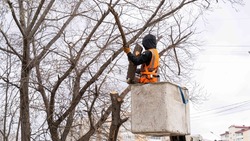Аварийные деревья в Южно-Сахалинске заменят новыми