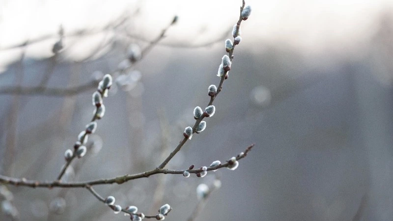 Народные приметы на 22 февраля 2024: что нельзя делать на именины серпа