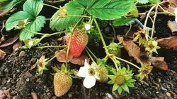 Несмотря на ноябрь, на Сахалине созрела клубника