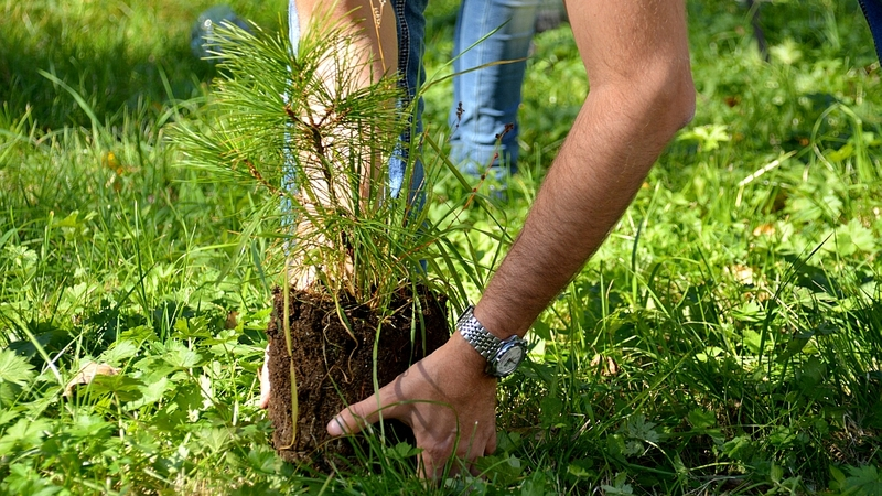 На Сахалине появится филиал зеленоградского кедрового питомника