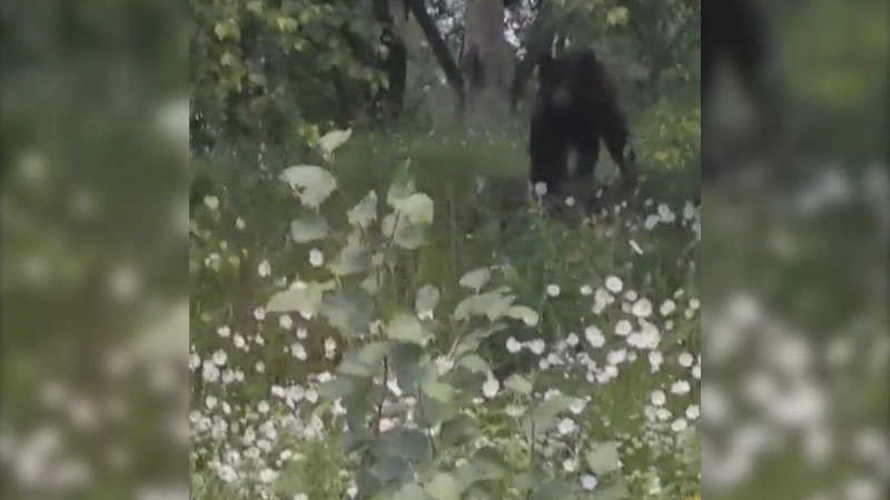 На Сахалине медведь вышел к продуктовому магазину «У дороги»