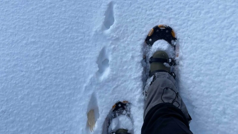 Зимняя перепись зверей: что рассказали следы на снегу в заповеднике «Курильский»
