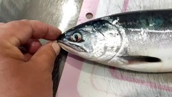 Рыбак попросил экспертов Сахалина о помощи в опознании необычной рыбы