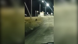Возле жилых домов на Курилах прогулялся медведь