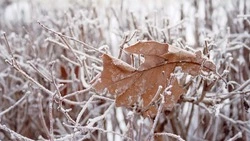 Ноябрь 2022 на Сахалине: спасение котят и спрос на квартиры в новостройках