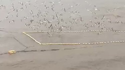 «Всю рыбу съели»: голодные чайки атаковали ловушки рыбаков в Шахтерске