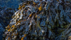 Япония заплатит 615 тысяч долларов за промысел морской капусты у южной части Курил