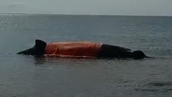 Застрявший на севере Сахалина кит спасен