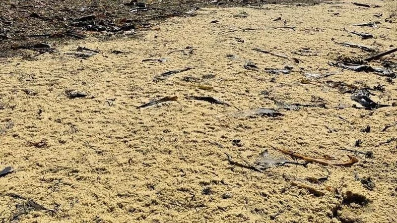 Сахалинцы собирают лопатами икру, которую вынесло на берег