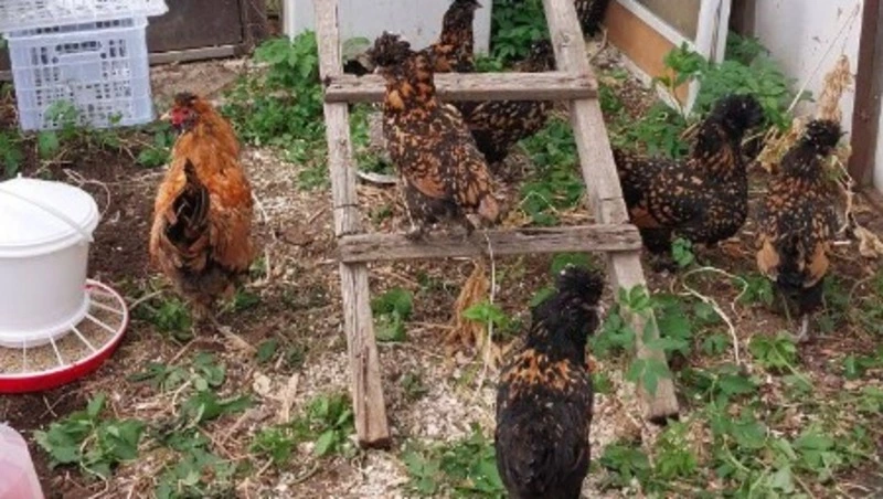 На Сахалине бездомный пес растерзал фермерских кур и кроликов