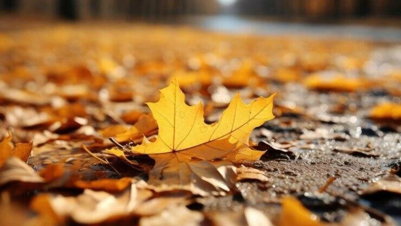 Прогноз погоды на Сахалине и Курилах 31 октября: облачность и юго-западный ветер