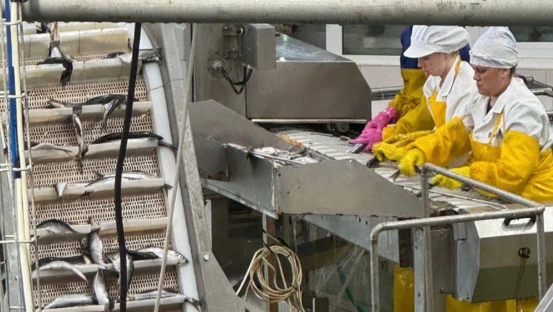 В Озерском достроят один из крупнейших рыбных комплексов России