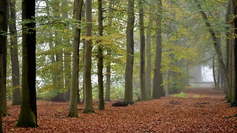 Погода в Южно-Сахалинске 18 сентября 2023: +21 и слабый дождь