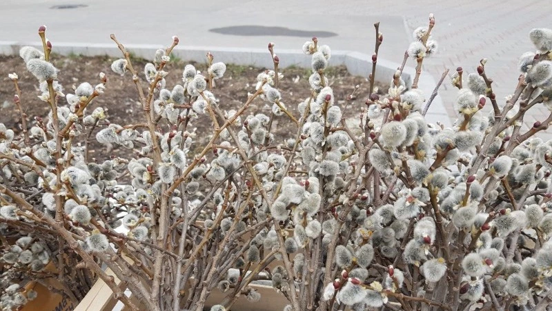Вербное воскресенье 2022: какого числа,  приметы и что запрещено делать в этот день