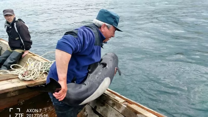 На Сахалине сотрудники МЧС России спасли дельфина