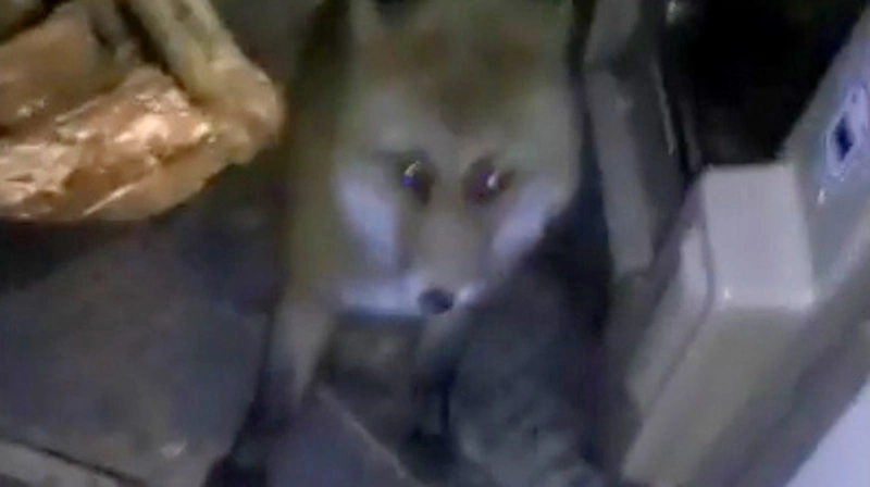 Сахалинские горняки приручили лисенка