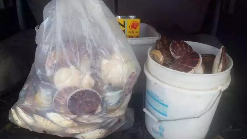 «Мы его ночью собирали»: сахалинец собрал ведра гребешка после циклона