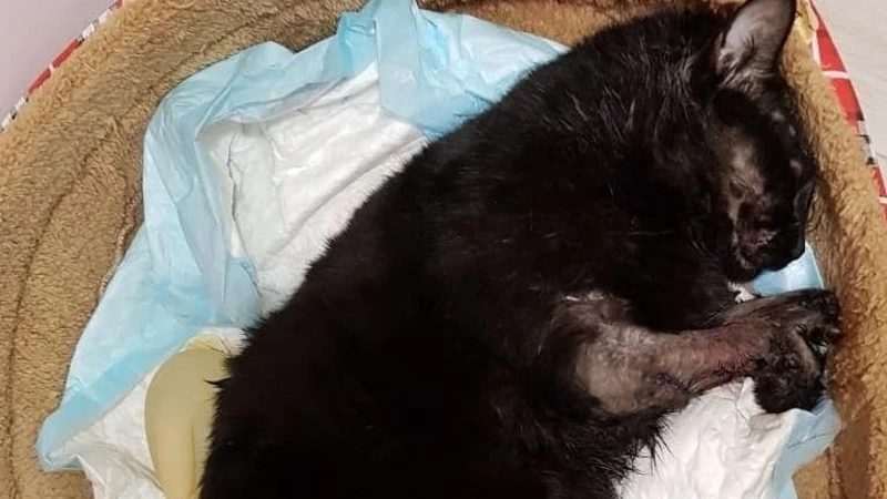 На Сахалине мошенники пытаются заработать за счет кота, который выжил после ножевых ранений