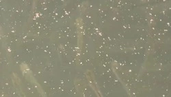 На Сахалине наступил период кормления молоди лосося - Центр внимания 22.04.24