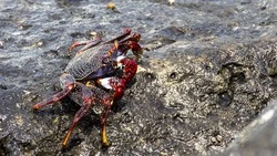 Суда для ловли крабов к северу от Сахалина построят в Хабаровске