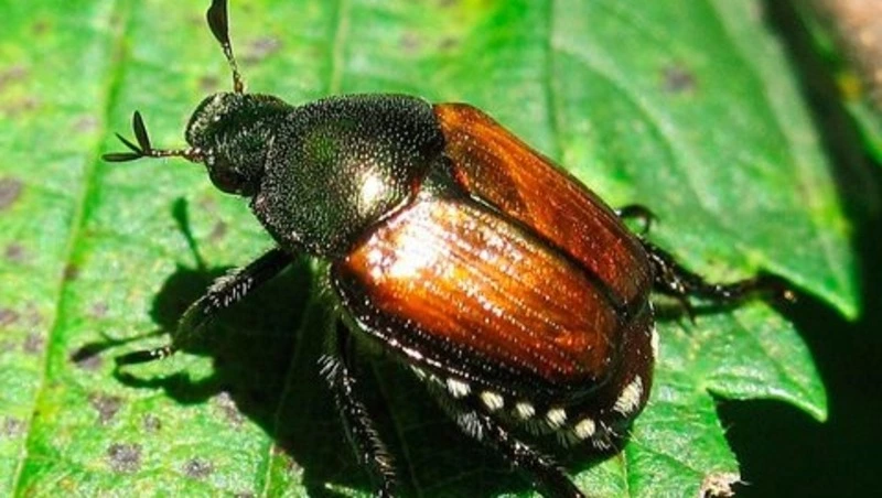 На Кунашире обнаружили опасного вредителя и ввели жесткий карантин