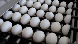 Жителям сел и отдаленных районов Южно-Сахалинска привезут яйцо и мясо птицы 