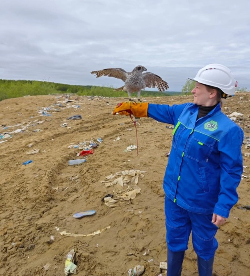 Птицу приняли на работу на сахалинский полигон ТБО