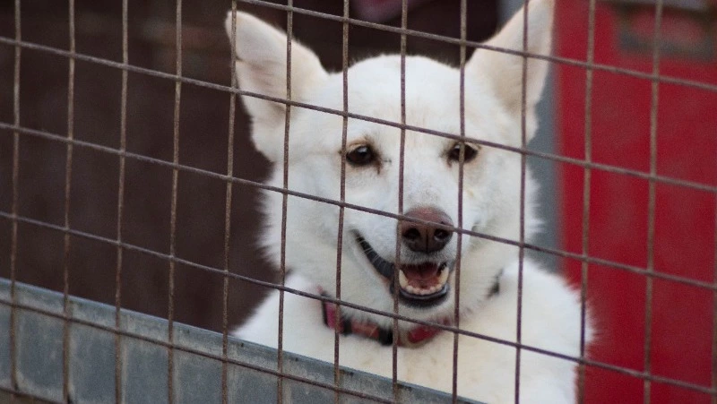 Приют для бездомных животных построят в селе на Курилах за 140 млн рублей