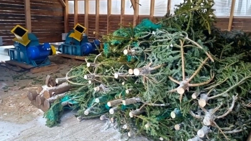 На Сахалине новогодние деревья превратили в стройматериал