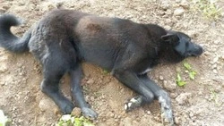 Бездомный пес получил три пули от догхантеров в Углегорске