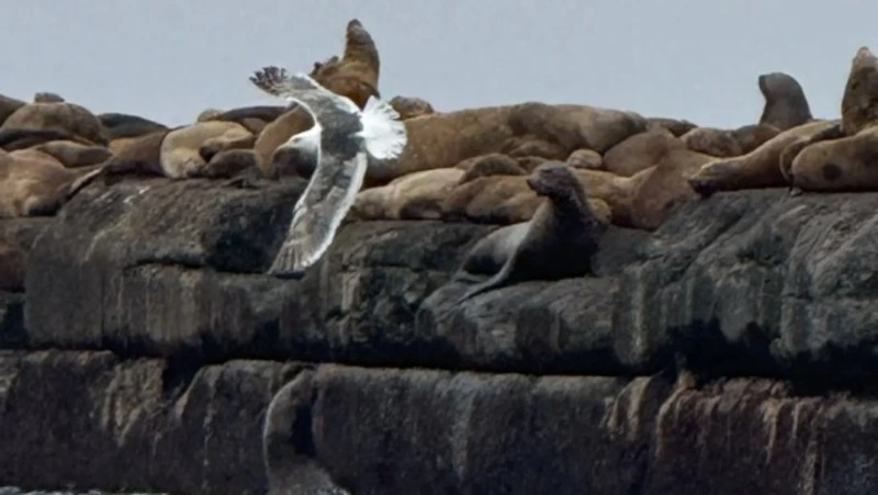 Дожди разной интенсивности пройдут на Сахалине и Курилах 30 марта  