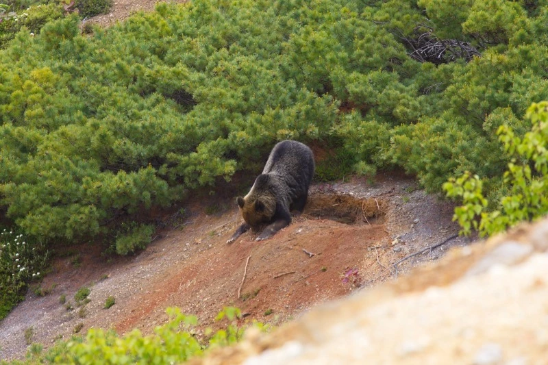 Фотосессию медведю устроил сотрудник курильского заповедника