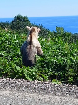 Медведь двухцветного окраса отказался общаться с туристами на Курилах      