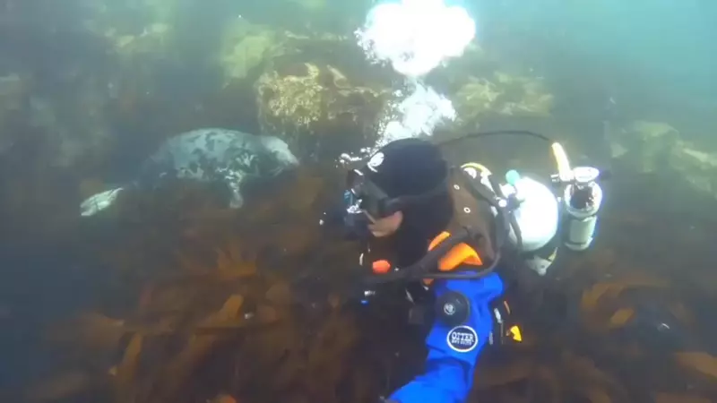 Любопытная ларга пообщалась с дайвером на Сахалине