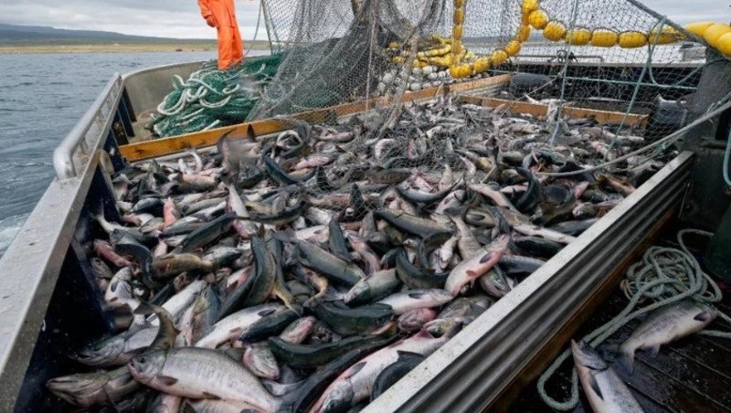 За неделю с Сахалина и из Приморья экспортировали 15 тысяч тонн рыбы