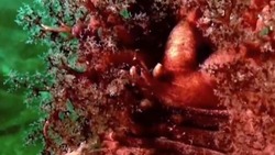 Кукумарию, морскую звезду и кольчатых червей показал сахалинский дайвер