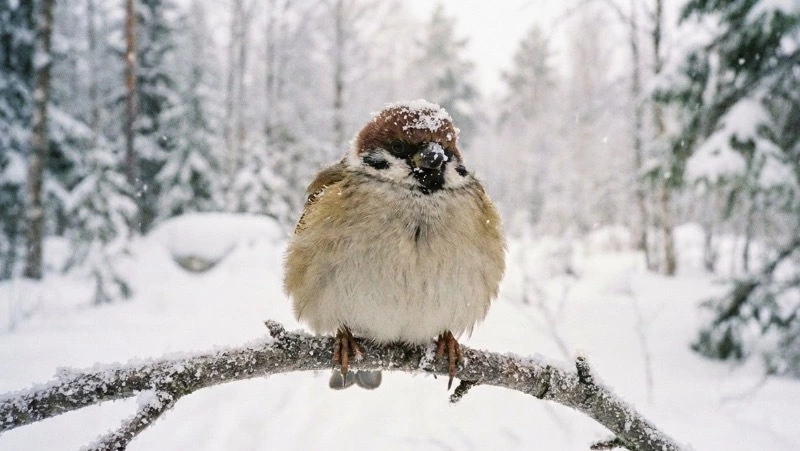 Эксперт Глазков опроверг сообщения об эпидемии ожирения среди воробьев в России