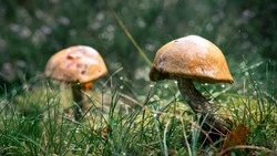 Грибной сезон на Сахалине: 8 верных примет, которые помогут найти заветную поляну