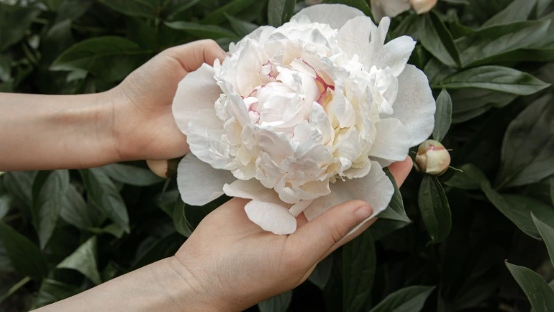 В Китае любуются распустившимися пионами и сажают деревья