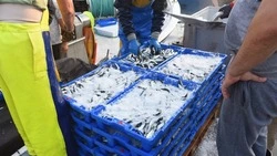 Как сохранить квоты на вылов рыб: разбор арбитражной практики