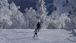 Опыт Сахалина по восстановлению лесов перенесут в другие регионы России