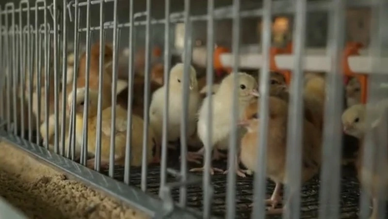 Товары местных производителей пользуются все большей популярностью на Сахалине. Сельсовет 04.09.24