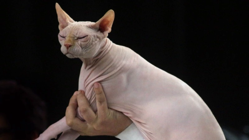 Российским кискам больше не рады в Европе