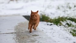 Штормовой ветер на Курилах и гололед на юге Сахалина прогнозируют на 13 ноября