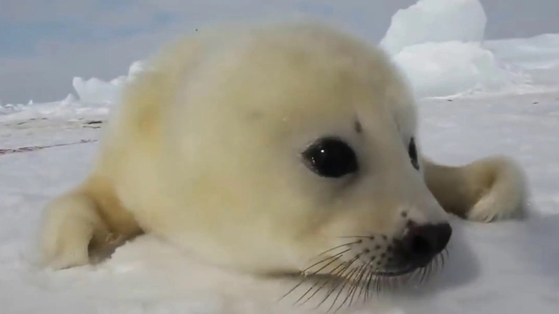 На Сахалине отметили Международный день защиты бельков