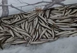 «Рыбы, как грязи»: сахалинцы похвастались крупным уловом корюшки