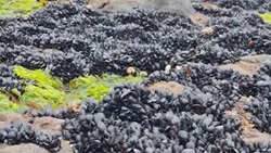 Житель Сахалина показал поле мидий на берегу моря после отлива