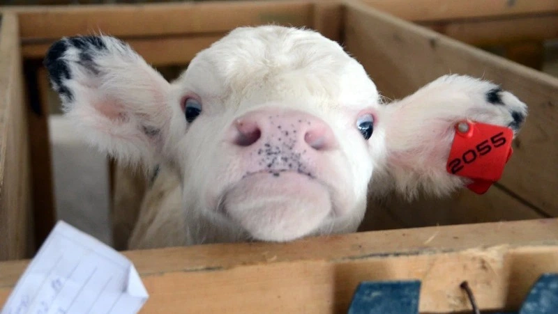 Хабаровского производителя мясных полуфабрикатов поймали на подмене сырья