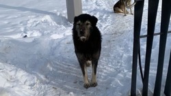 Жители Южно-Сахалинска решат судьбу бродячих собак
