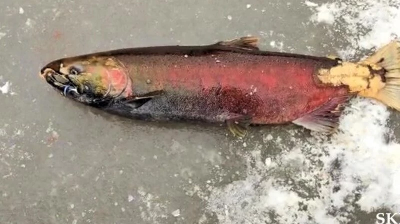 Рыбак поймал на Сахалине крупного красного кижуча